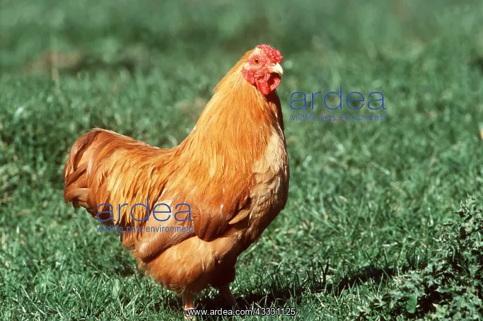 : Fulvous Wyandotte Chicken - Domestic : Fulvous Wyandotte Chicken - Domestic