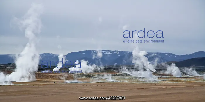 : Fumaroles in a highly active geothermal : Fumaroles in a highly active geothermal