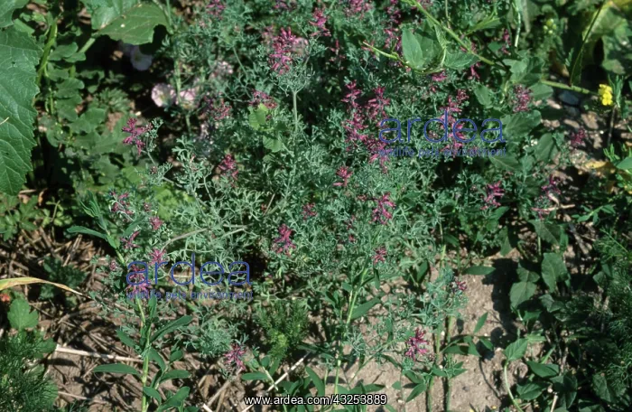 : Fumitory Flower : Fumitory Flower