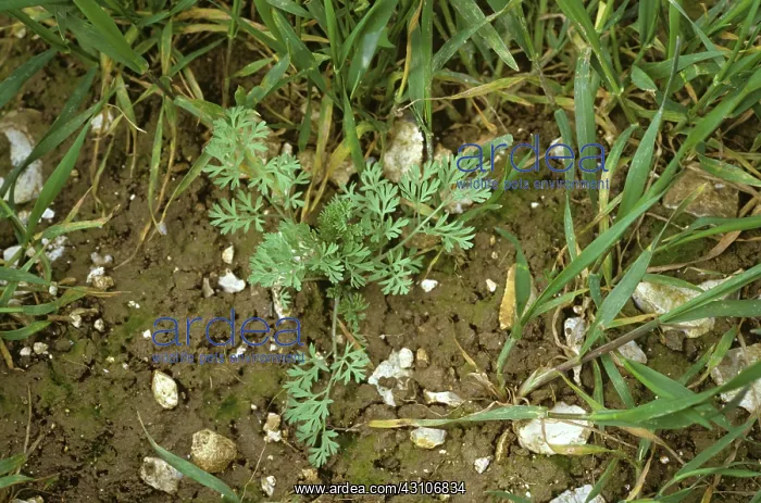 : Fumitory (Fumaria officinalis) : Fumitory (Fumaria officinalis)