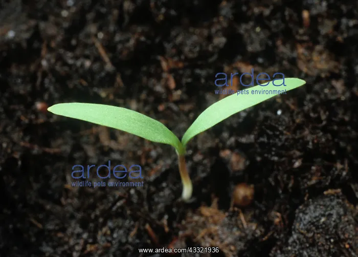 : Fumitory seedling : Fumitory seedling