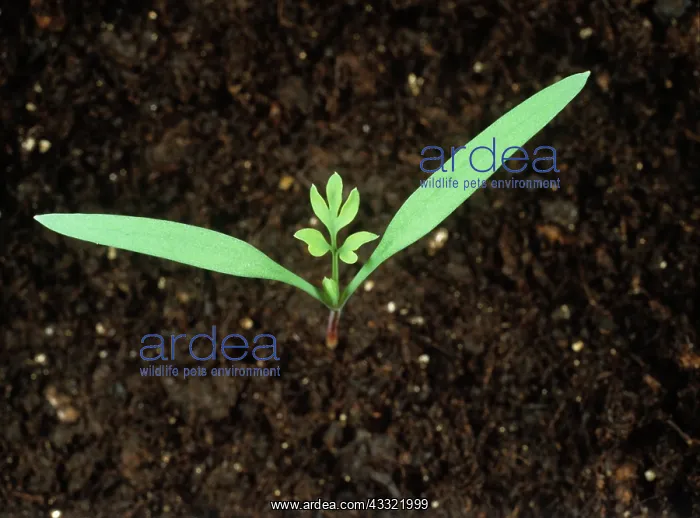 : Fumitory seedling : Fumitory seedling