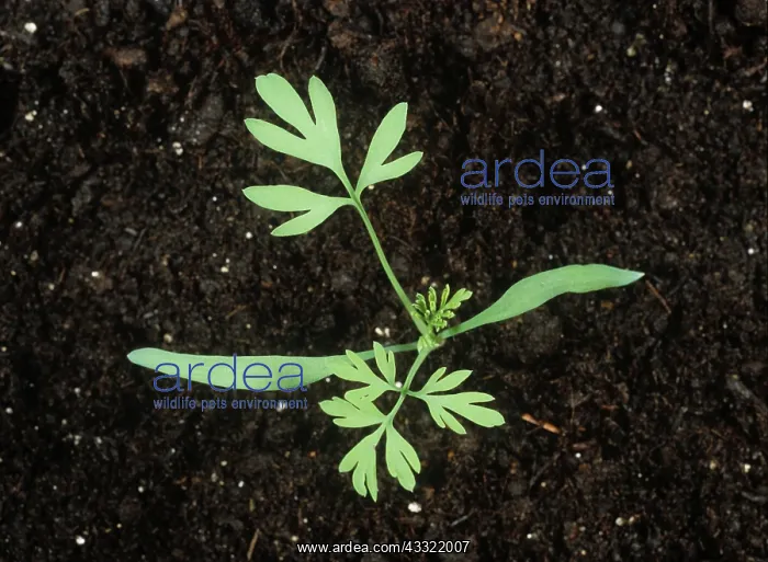 : Fumitory seedling : Fumitory seedling