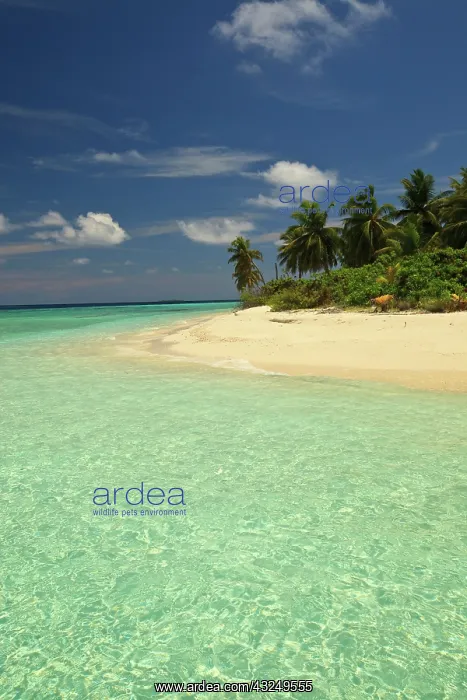 : Funadovilligilli Island, North Huvadhoo : Funadovilligilli Island, North Huvadhoo