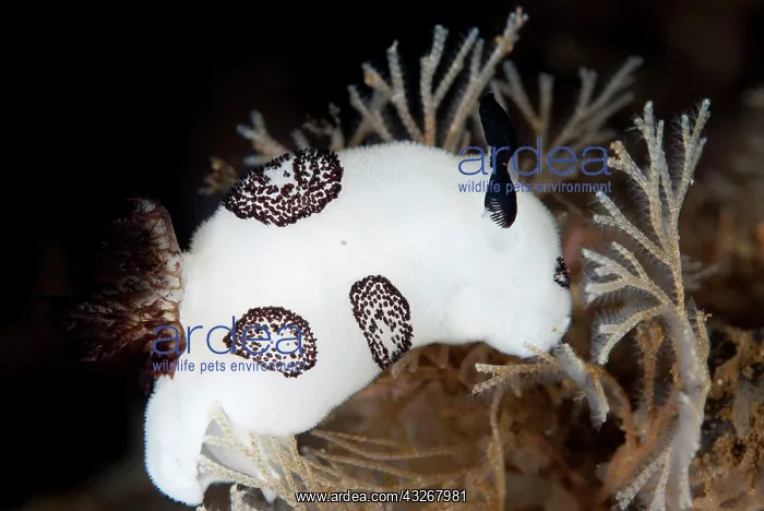  : Funeral Jorunna Nudibranch - during night dive
