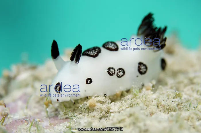 : Funeral Jorunna Nudibranch - NusaBay Menjangan Hotel house r : Funeral Jorunna Nudibranch - NusaBay Menjangan Hotel house r