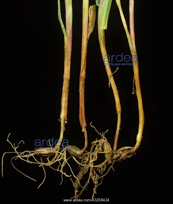 : Fungal diseases causing root rot in barley : Fungal diseases causing root rot in barley