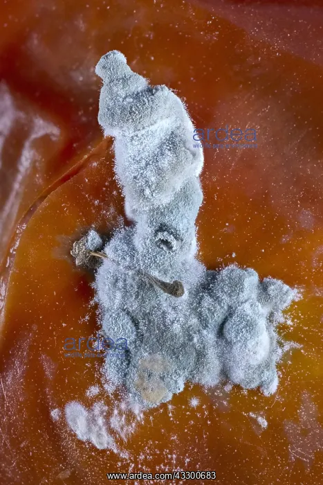 : Fungal growth on rotting tomato : Fungal growth on rotting tomato