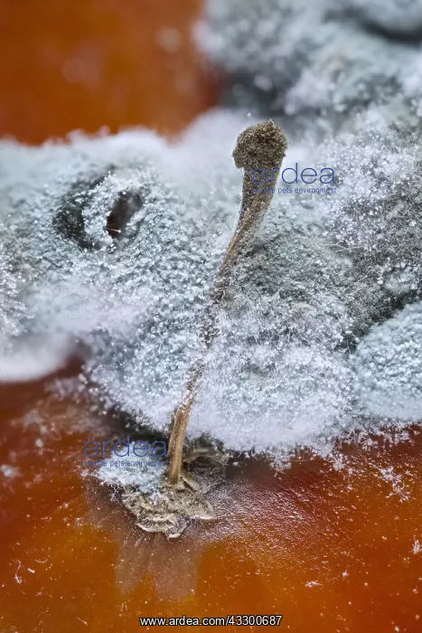 : Fungal growth on rotting tomato : Fungal growth on rotting tomato