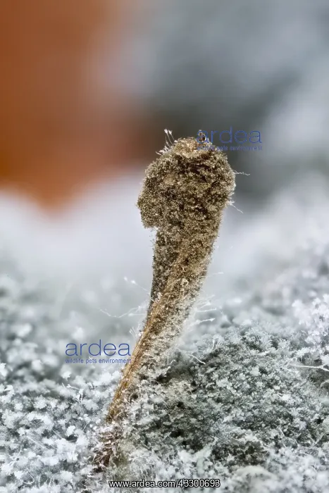 : Fungal growth on rotting tomato : Fungal growth on rotting tomato