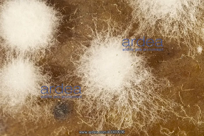 : Fungal growth on rotting tomato : Fungal growth on rotting tomato