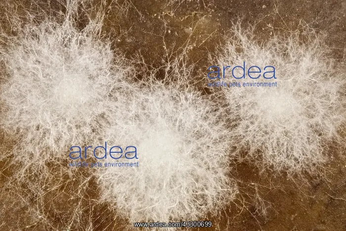 : Fungal growth on rotting tomato : Fungal growth on rotting tomato