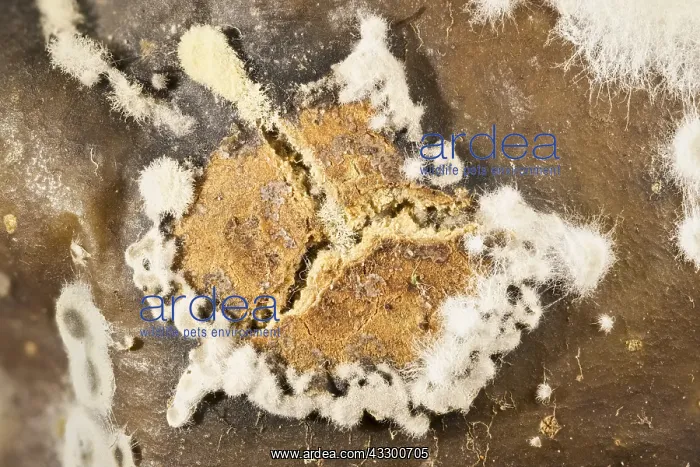 : Fungal growth on rotting tomato : Fungal growth on rotting tomato