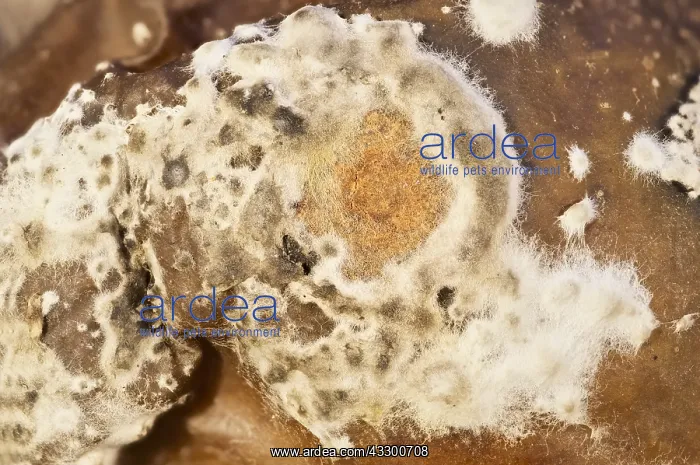 : Fungal growth on rotting tomato : Fungal growth on rotting tomato