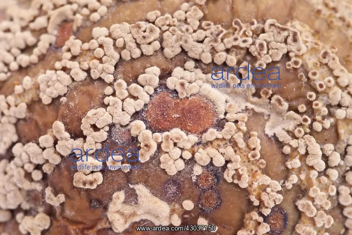 : Fungal growth on rotting windfall apple : Fungal growth on rotting windfall apple