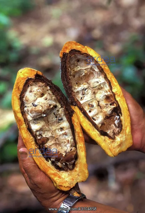  : Fungal Infection of Cacao