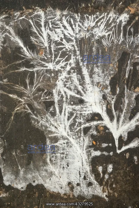 : Fungal mycelium growth on wooden decking : Fungal mycelium growth on wooden decking
