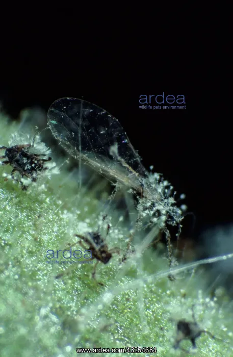 : Fungal parasite on aphid : Fungal parasite on aphid