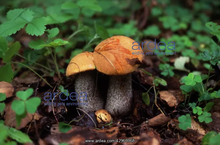 : Funghi, Leccinum aurantiacum : Funghi, Leccinum aurantiacum