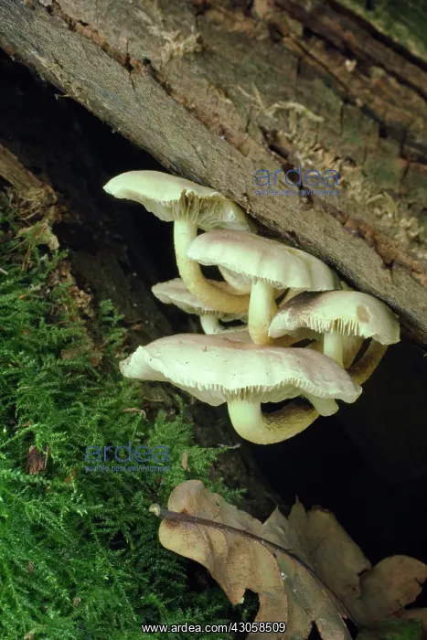 : Fungi : Fungi