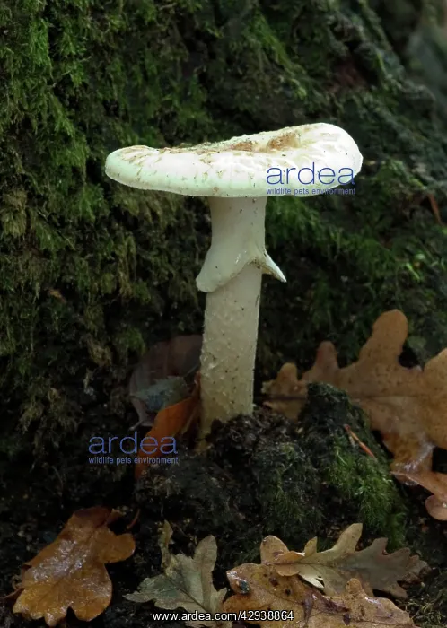 : FUNGI - Amanita eliae and oak leaves. October : FUNGI - Amanita eliae and oak leaves. October
