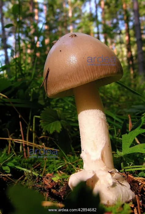 : Fungi - Amanita vaginata : Fungi - Amanita vaginata