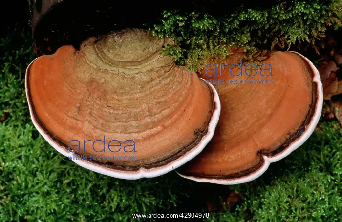 : FUNGI - ARTIST'S Fungus : FUNGI - ARTIST'S Fungus