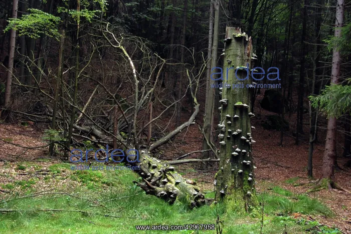 : Fungi attacking a dead tree after the main bole : Fungi attacking a dead tree after the main bole