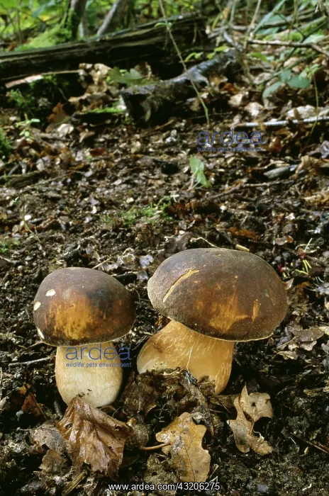: FUNGI - Bay Boletus, Coniferous & mixed woodland : FUNGI - Bay Boletus, Coniferous & mixed woodland