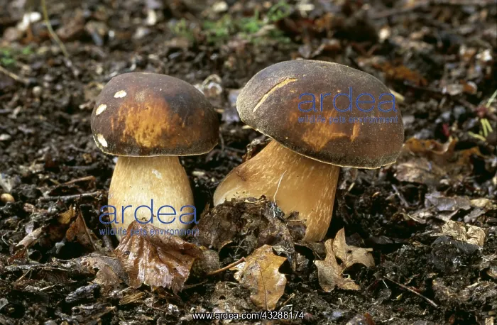 : FUNGI - Bay Boletus, Coniferous & mixed woodland : FUNGI - Bay Boletus, Coniferous & mixed woodland