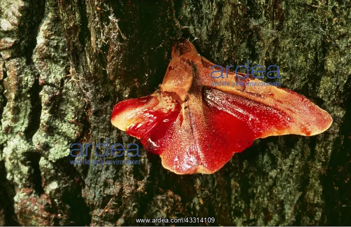 : FUNGI - Beefsteak Fungus / Ox-tongue : FUNGI - Beefsteak Fungus / Ox-tongue