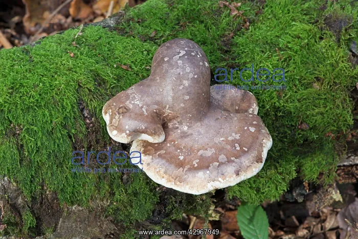 : Fungi - Birch Polypore - on fallen Birch branch : Fungi - Birch Polypore - on fallen Birch branch