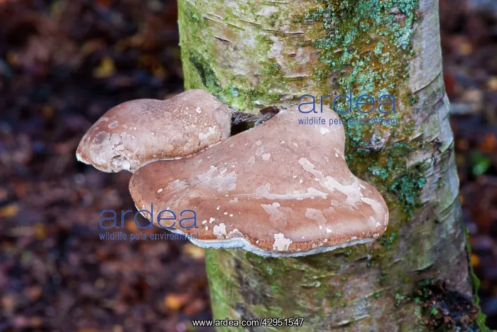 : Fungi - Birch Polypore - can be seen all year round : Fungi - Birch Polypore - can be seen all year round