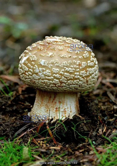 : Fungi - The Blusher - A young newly emerged specimen : Fungi - The Blusher - A young newly emerged specimen