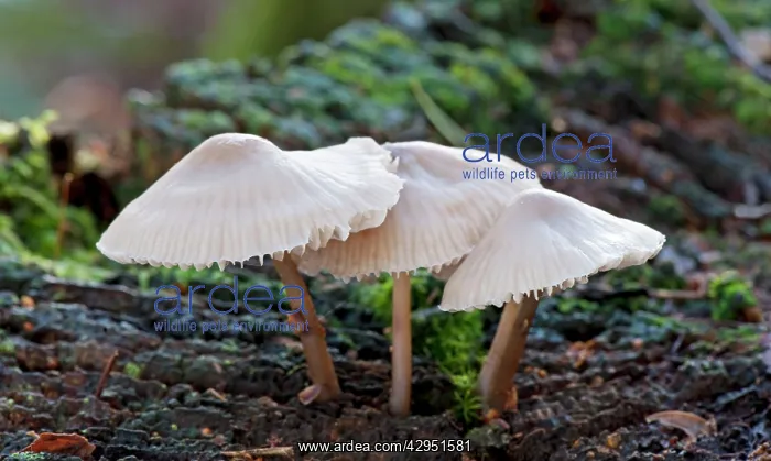 : Fungi - Bonnet Mycena : Fungi - Bonnet Mycena