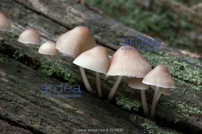 : FUNGI - Bonnet Mycena. October : FUNGI - Bonnet Mycena. October