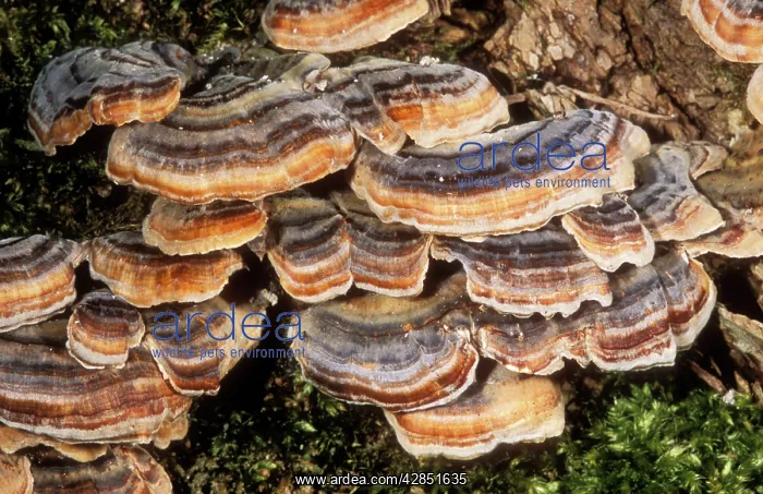 : FUNGI - Bracket 'Many ZonedI : FUNGI - Bracket 'Many ZonedI