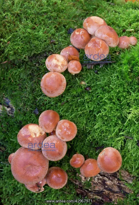 : Fungi - Brick Caps : Fungi - Brick Caps