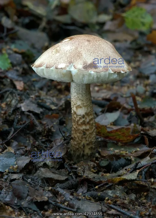 : FUNGI - Brown Birch Bolete. October : FUNGI - Brown Birch Bolete. October