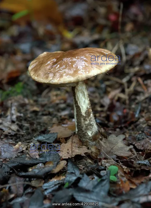 : FUNGI - Brown Birch Bolete. October : FUNGI - Brown Birch Bolete. October