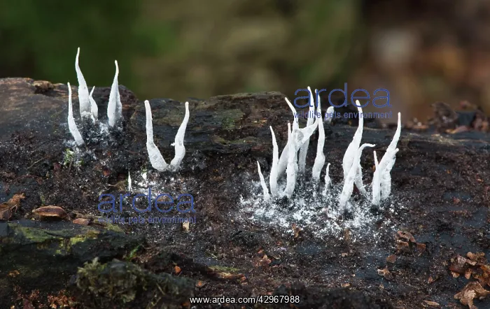  : Fungi - Candle-snuff Fungus