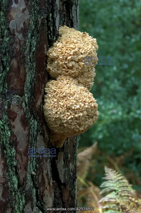 : FUNGI - Cauliflower / Brain Fungus. October : FUNGI - Cauliflower / Brain Fungus. October