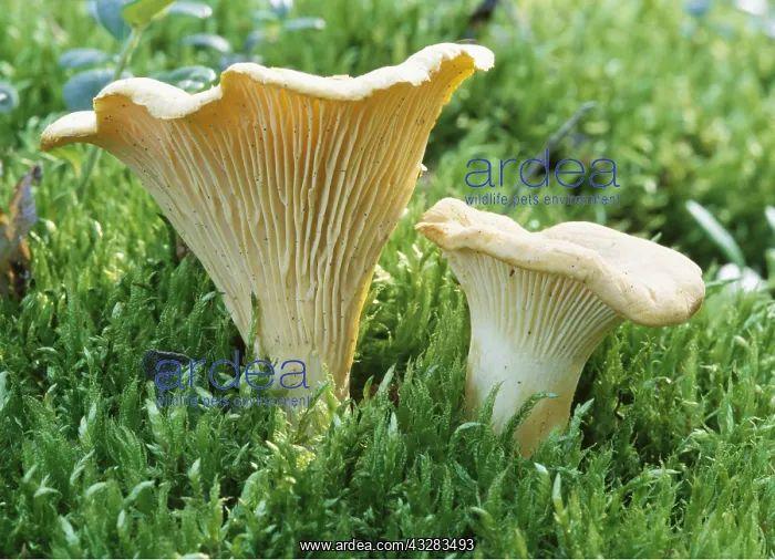 : FUNGI - Chanterelles, edible : FUNGI - Chanterelles, edible