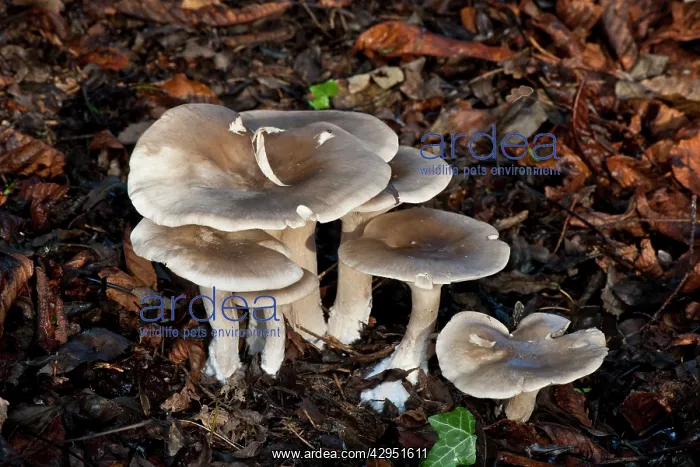 : Fungi - The Charcoal Burner : Fungi - The Charcoal Burner