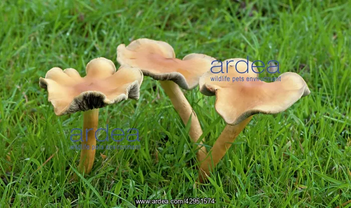 : Fungi - Clitocybe subalutacea : Fungi - Clitocybe subalutacea