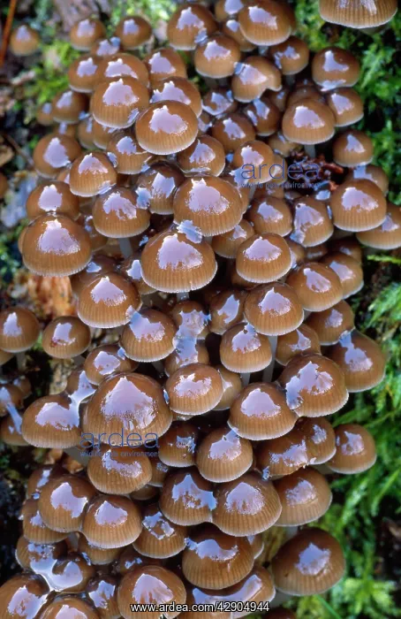 : FUNGI - Clustered Oak Bonnet, growing on tree stump : FUNGI - Clustered Oak Bonnet, growing on tree stump