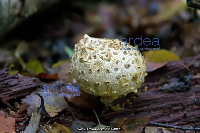 : FUNGI - Common Earth Ball. October : FUNGI - Common Earth Ball. October
