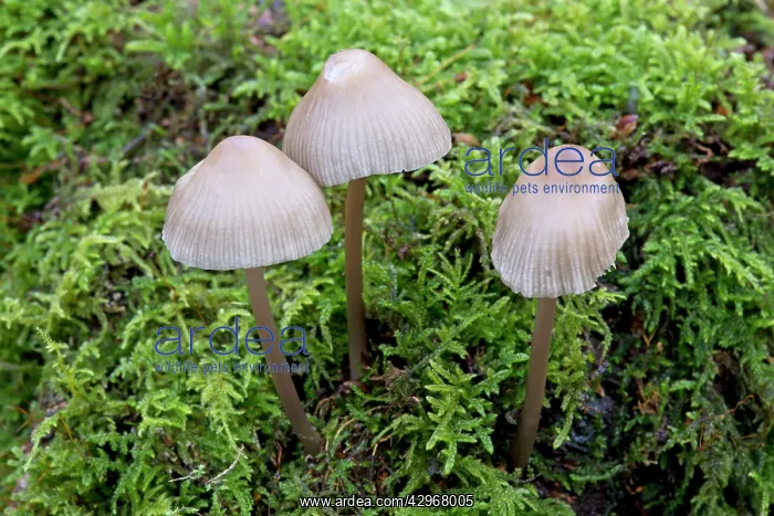 : Fungi - Coprinus impatiens : Fungi - Coprinus impatiens
