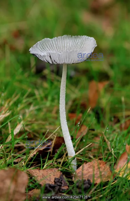 : Fungi - Coprinus lagopus - found - solitaty or : Fungi - Coprinus lagopus - found - solitaty or