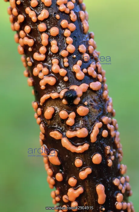 : FUNGI, CORAL SPOT Fungus - Growing on dead wood : FUNGI, CORAL SPOT Fungus - Growing on dead wood